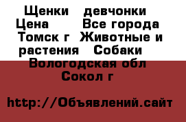 Щенки - девчонки › Цена ­ 2 - Все города, Томск г. Животные и растения » Собаки   . Вологодская обл.,Сокол г.